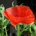 Danielle Paulet - Facebook