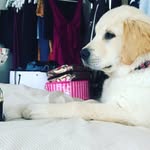 Danielle Peck - @buddstar108 - Instagram