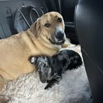 Danielle Pederson - @overlandpups - Instagram