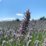 Danielle Peebles - @memengwaa_butterfly_medicine - Instagram