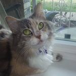 Abby Danielle Peoples - @samantha_and_abbycat - Instagram