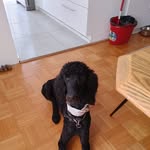 Danielle Perret - @dani_ellep1957 - Instagram