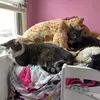 daniellepersaud - @daniellepersaud - TikTok