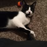 Danielle Raybould - @karbach_the_kat - Instagram