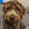 Danielle Real - @fourreals - TikTok