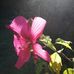 Danielle Rechain - Facebook