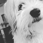 Danielle Reddy Follow4follow - @cookies_7_ - Instagram