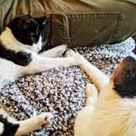danielle redmond - @cjandwillow - Instagram