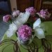 Danielle Regnier - Facebook