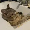 Danielle Robertson - @danielle.robertso38 - TikTok