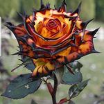 Danielle Roe - @danielleclark275 - Instagram
