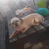 danielleandgrummel - @danielleandgrummel - TikTok