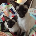 Danielle Salerno - @cats_and_quilts - Instagram