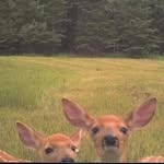 Danielle Sanborn - @thanksdeerbead - Instagram