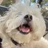 Danielle Santoro - @danielle_santoro - TikTok