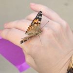 Danielle Sarver - @drwaries - Instagram