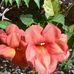 Danielle Schell - Facebook