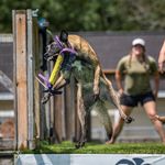 Danielle Jane Schlemmer - @rated.r.malinois - Instagram