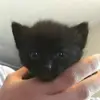 danielleschumann - @danielleschumann - TikTok