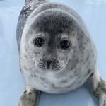 Danielle - @danielle_sealsforlife299 - Instagram