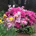 Danielle Seiler - Facebook