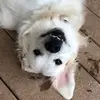 DaniellSetzer2113 - @daniellsetzer2113 - TikTok