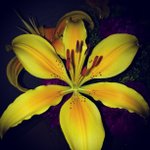 Danielle Shears - @storyschvil - Instagram