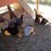 Danielle Shipp - Facebook
