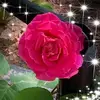 Danielle Hogg-Shull - @user2010627810002 - TikTok
