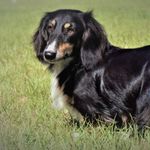 Danielle Sistrunk - @kingsdachshunds - Instagram