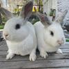 Danielle Speckhart - @crazybunnymom13 - TikTok