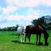 Daniela Spitzer - Facebook