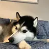 Danielle Springer - @danielle.springer4 - TikTok