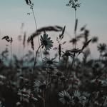 Danielle St Clair - @gardening_visions - Instagram