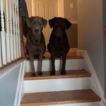 Danielle Steele - @labfrenemies_bella_and_charlie - Instagram