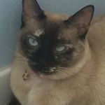 Danielle alexus Catheren Stiel - @justindrewblake2004 - Instagram