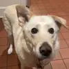 daniellestines - @daniellestines - TikTok