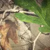 Danielle strange  - @danielle_strange - TikTok