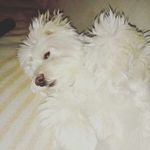 danielle_strobel - @danielle_strobel6546 - Instagram