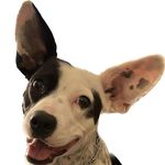 Danielle Strole - @wilowthewonderdog - Instagram