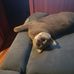 Danielle Sulzer - Facebook