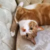 Danielle Swientek - @danilamb93 - TikTok