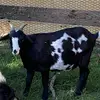 DanielleVarnell - @danielletinkervarnell - TikTok
