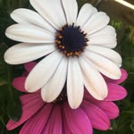 Danielle Alyssa Tippens - @danielle.tippens - Instagram