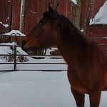 Danielle Troyer - @dees_equine_photography - Instagram