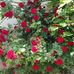 Dilek Kaya - Facebook