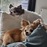 Daniëlle Verdonck - @danielleverdonck - Instagram