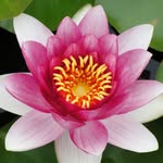 Danielle Virgil - @healingenergyandlifesolutions - Instagram