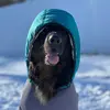 Danielle Wachter - @_workingk9duo_ - TikTok