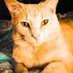 Danielle Weller - @scooterjeffreythecat - Instagram